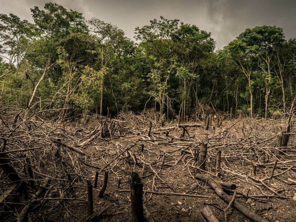 Un nuovo studio globale del WWF analizza la situazione della deforestazione nelle aree critiche dei tropici e sub-tropici: cosa serve fermare la perdita di foreste