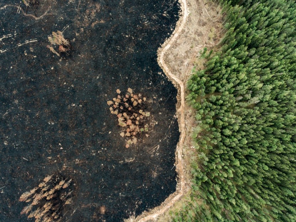 Foreste: gestione sostenibile raddoppia CO2 assorbita