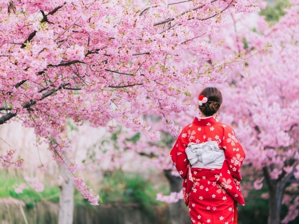 Giappone fioritura dei ciliegi in anticipo