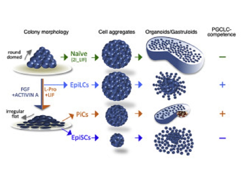Gastruloidi: una nuova frontiera per la ricerca