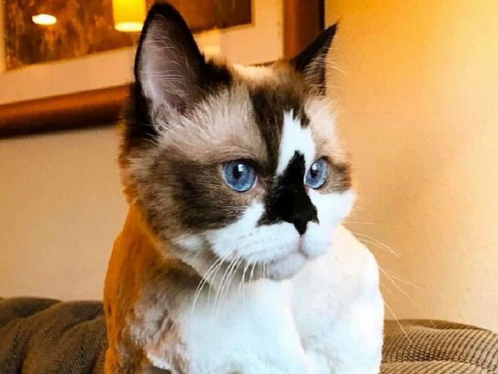 Albert, il gatto Munchkin più famoso del mondo