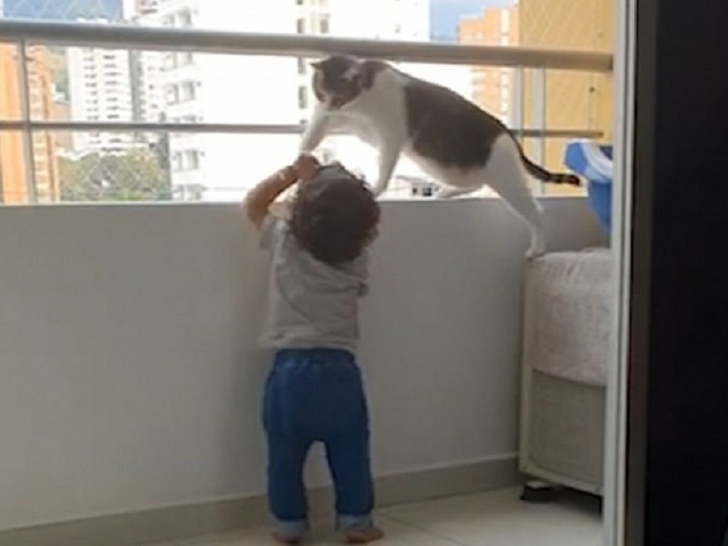 Bimbo prova ad aggrapparsi al balcone: il gatto protettivo lo ferma