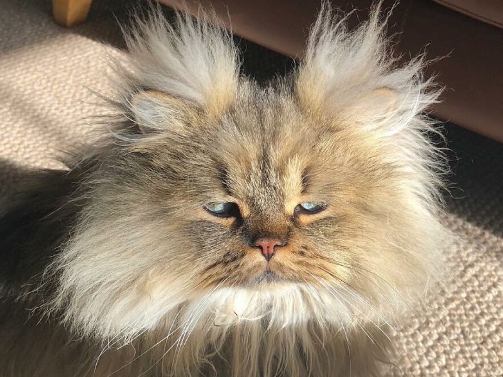 Barnaby, il gatto spettinato, è una star su Instagram