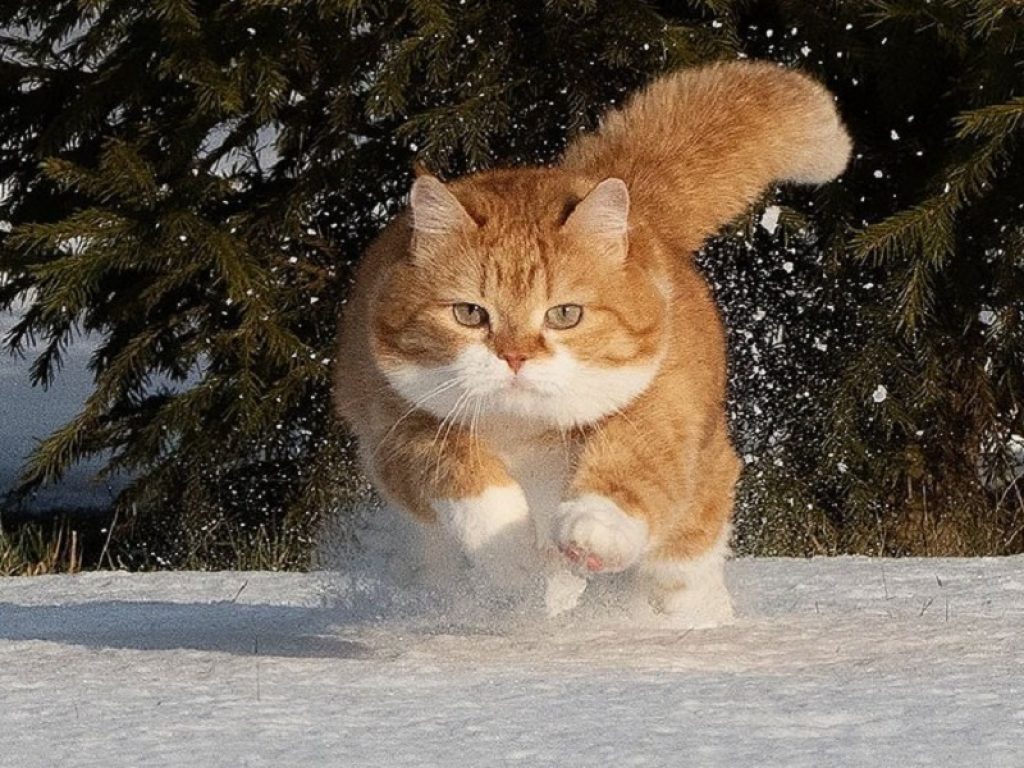 Ginger: il gatto che ama la neve è una star sui social