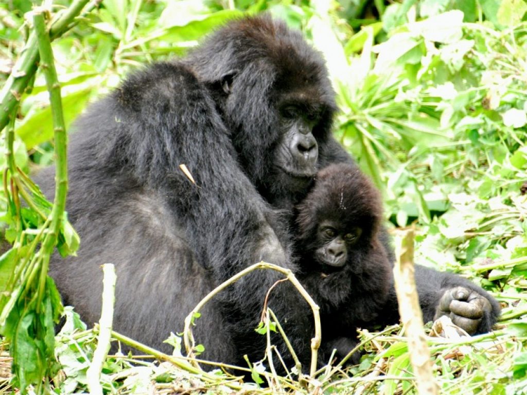 Covid, bracconaggio e guerre civili in Africa minacciano i gorilla di montagna, ma gli sforzi di conservazione stanno dando i loro frutti