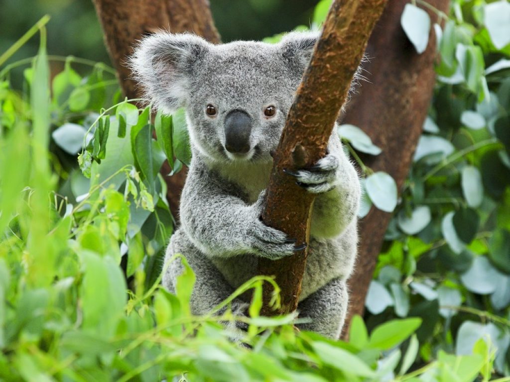 In Australia orientale restano solo 35.000 koala
