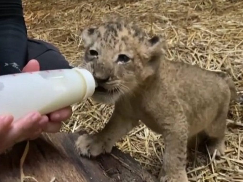 Simba, il cucciolo di leone nato con l’inseminazione artificiale