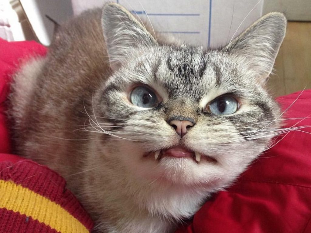 Il gatto-vampiro Loki è una star su Instagram