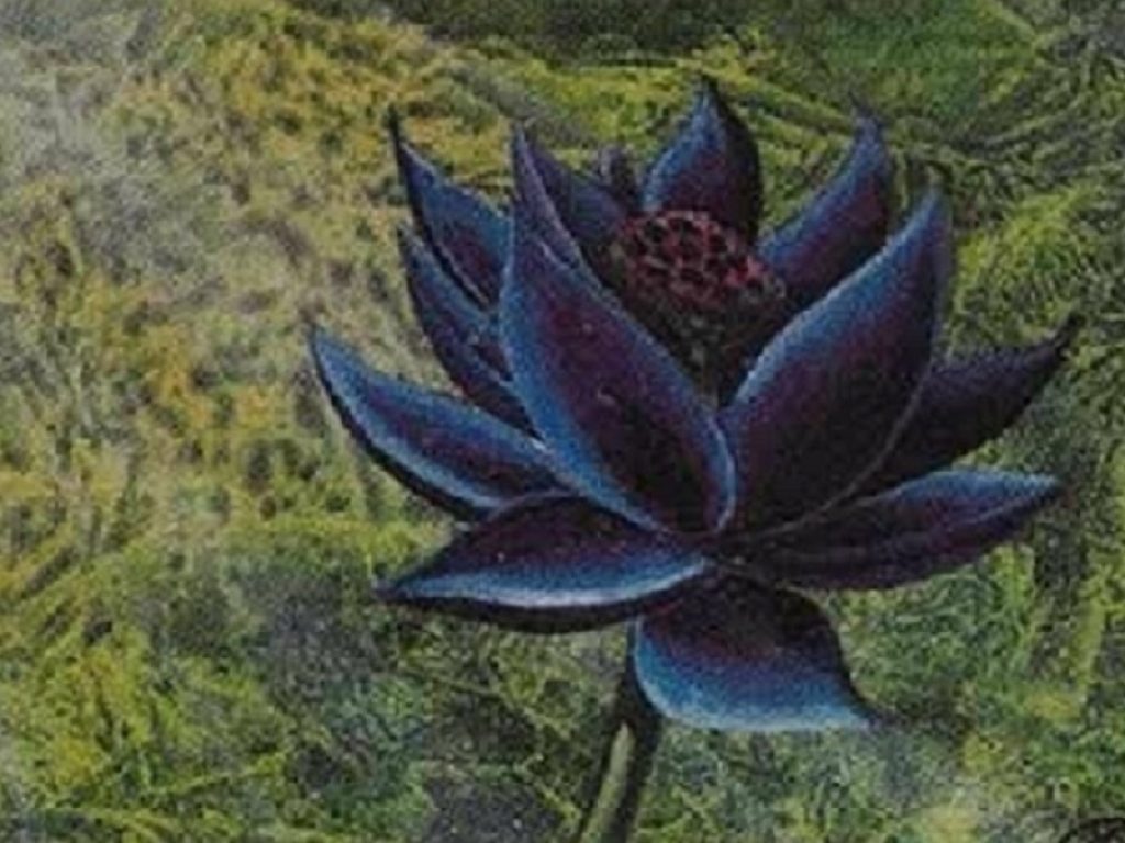 La carta "Black Lotus" di Magic: The Gathering battuta all’asta per oltre 500mila dollari: caratteristica unica è l’autografo di Christopher Rush