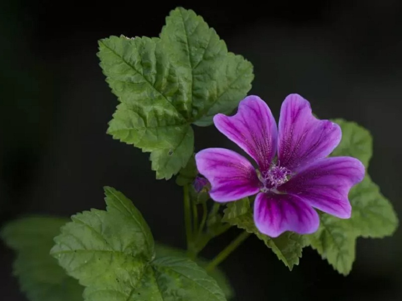 La delicatezza e l’efficacia della malva: usi, proprietà e benefici di una pianta dalle proprietà antinfiammatorie ed emollienti, preziosa per intestino, gola e pelle