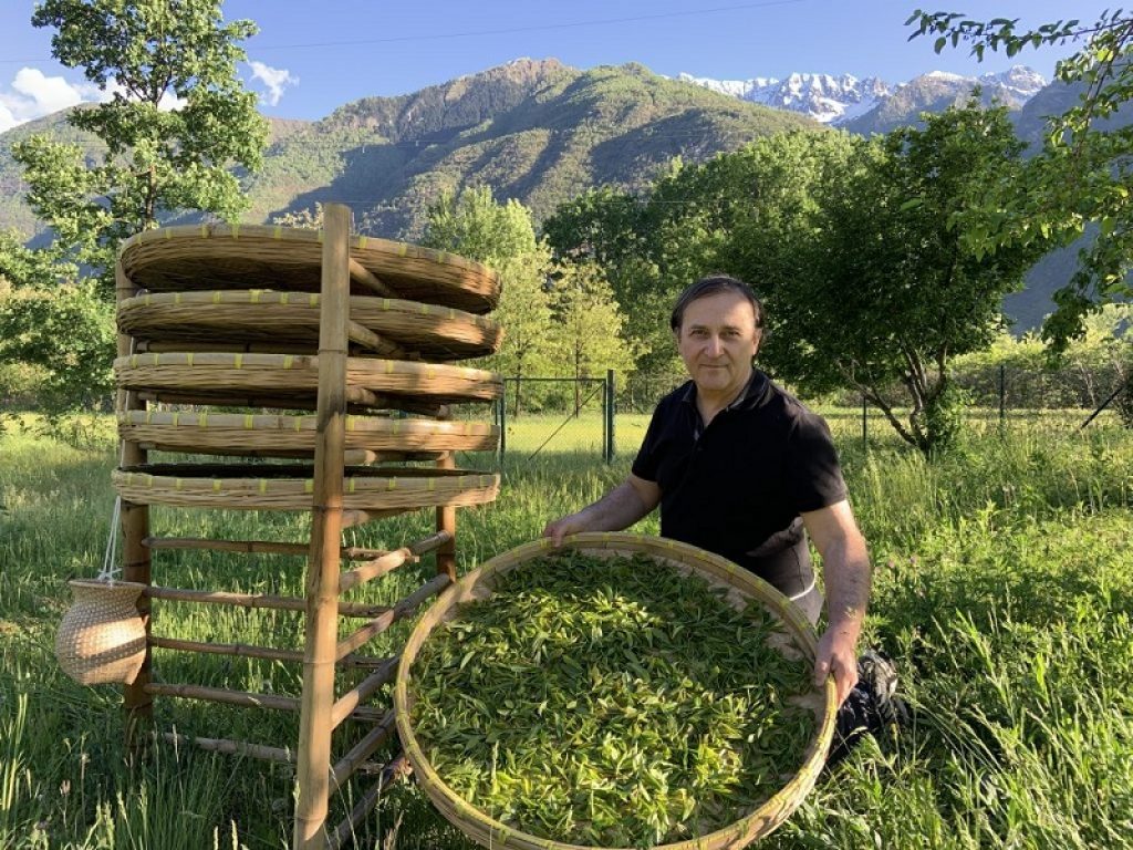 È italiano il miglior tè bianco del mondo: il Tè bianco del Verbano si aggiudica la maedaglia d'oro a Parigi all'AVPA Tea Contest