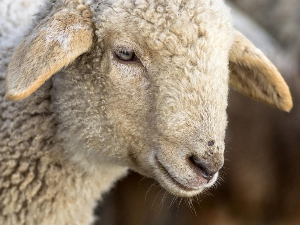 La pecora brogna diventa Presidio Slow Food