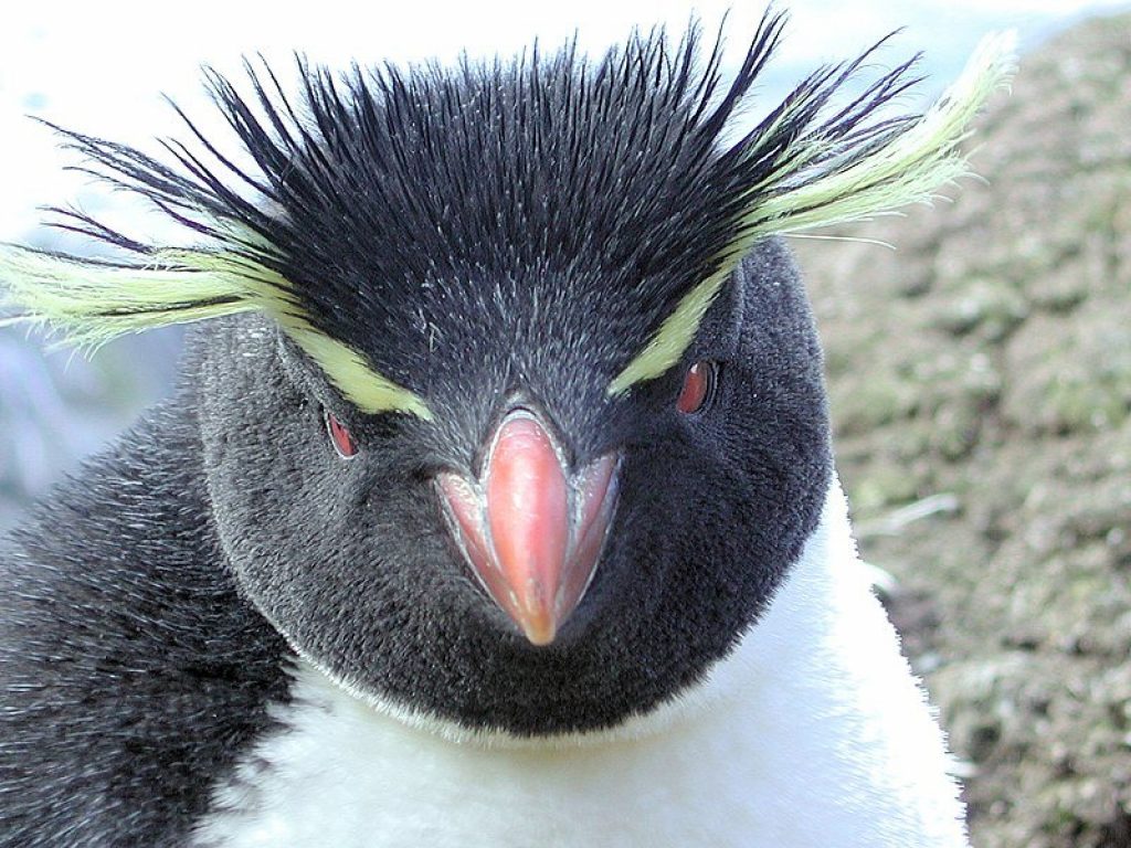 Pinguino sbaglia gruppo di "amici": il video è virale