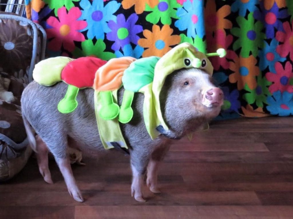 Rowan, il maiale artista che ama musica e pittura