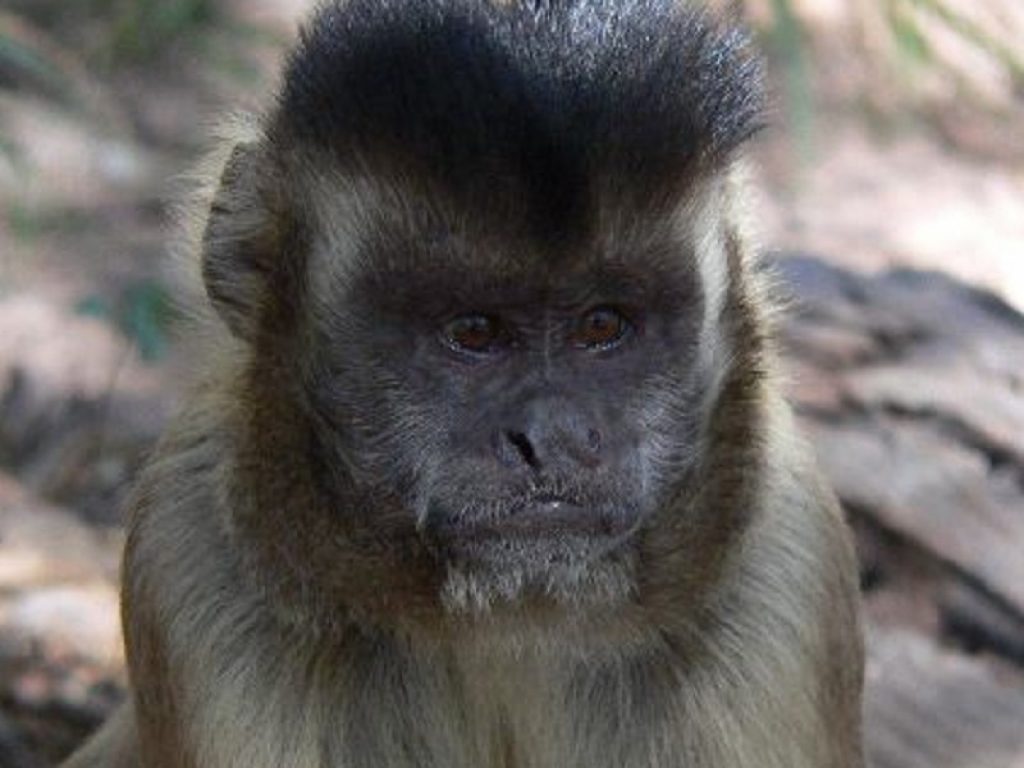 Uno studio analizza le scelte economiche dei primati