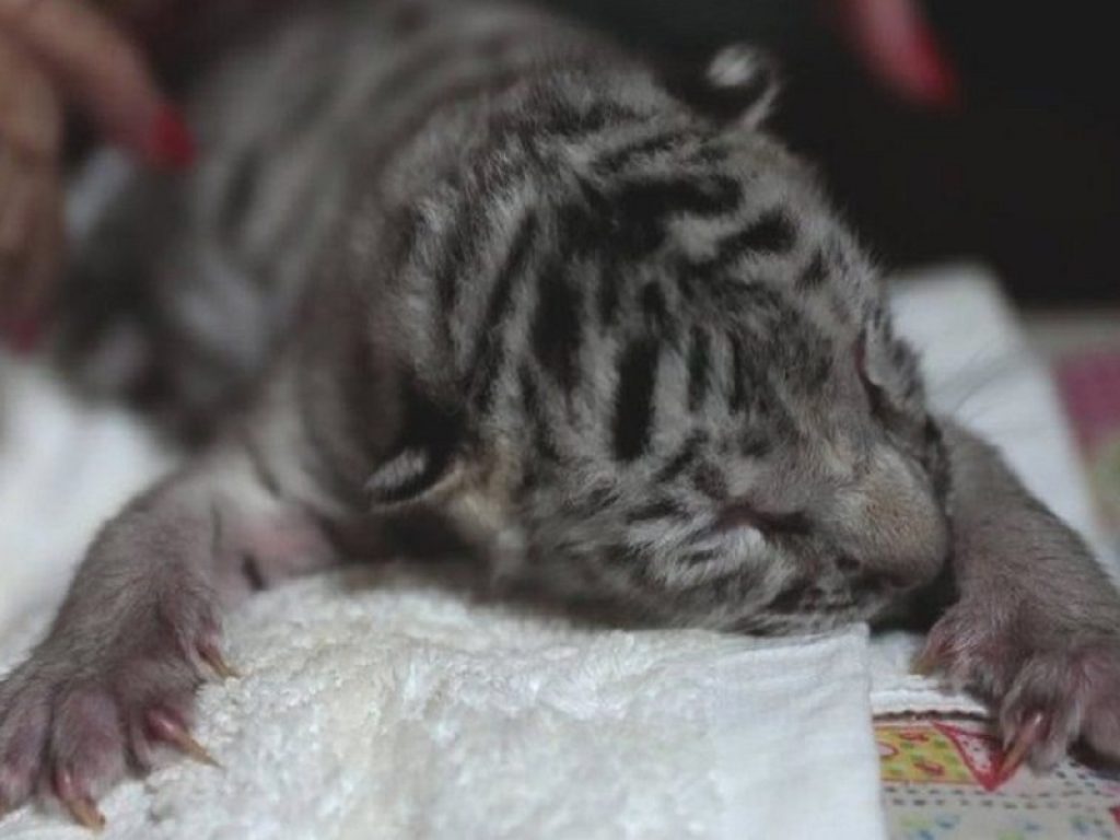 È nata Nieves, la tigre bianca del Bengala che ha commosso il web