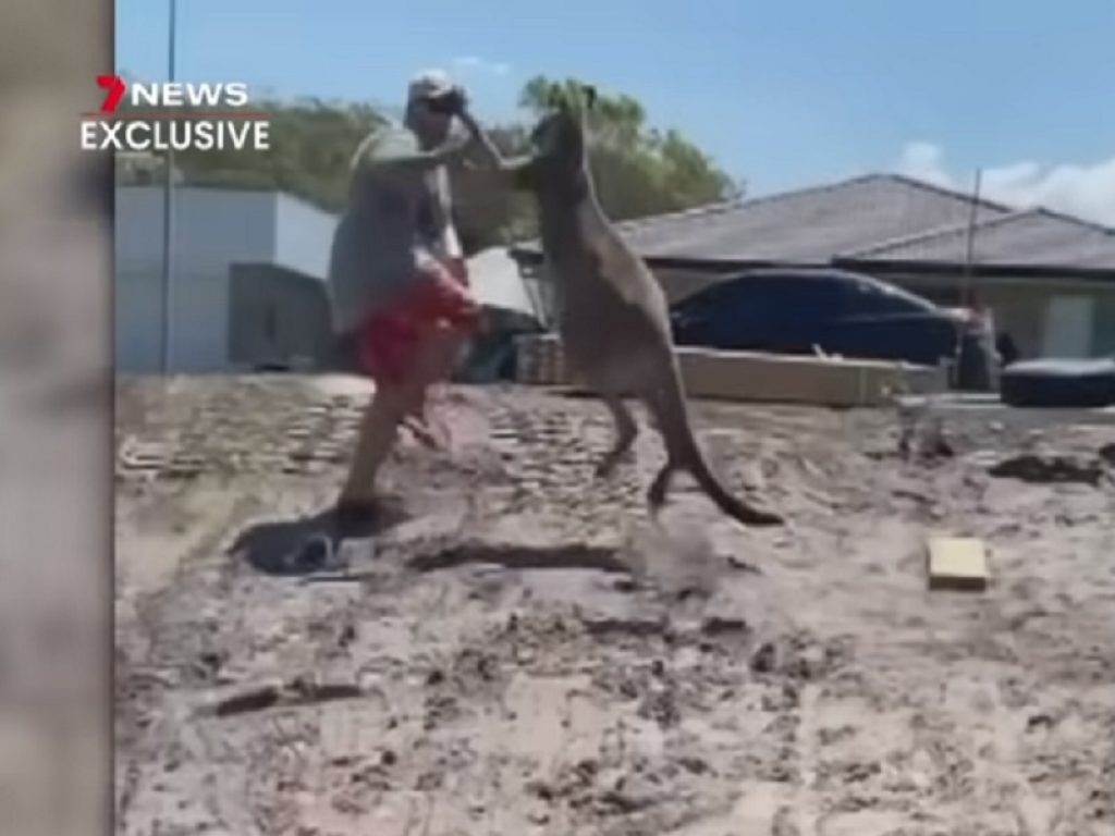Canguro prende a pugni un uomo: il video è virale