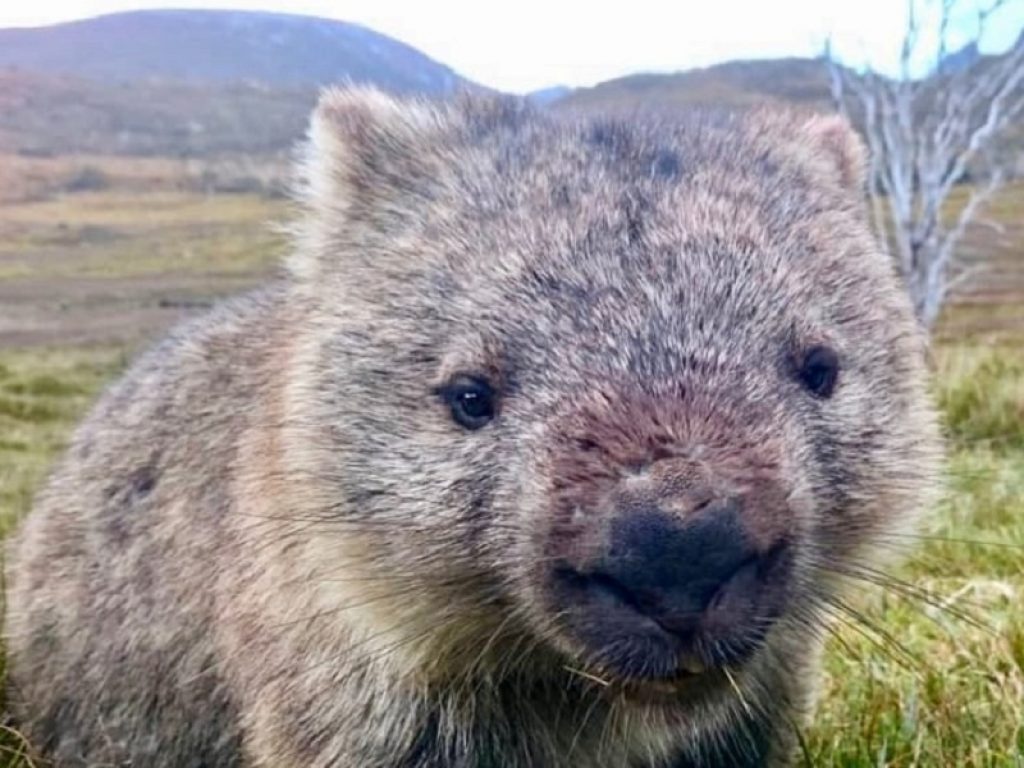 Perché le feci del vombato sono quadrate? Un nuovo studio scientifico prova a fare luce sul più grande enigma del regno animale