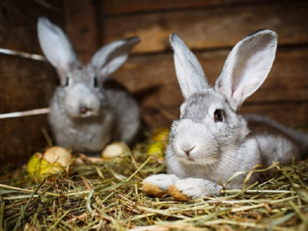 Gli allevatori di conigli chiedono l'origine in etichetta