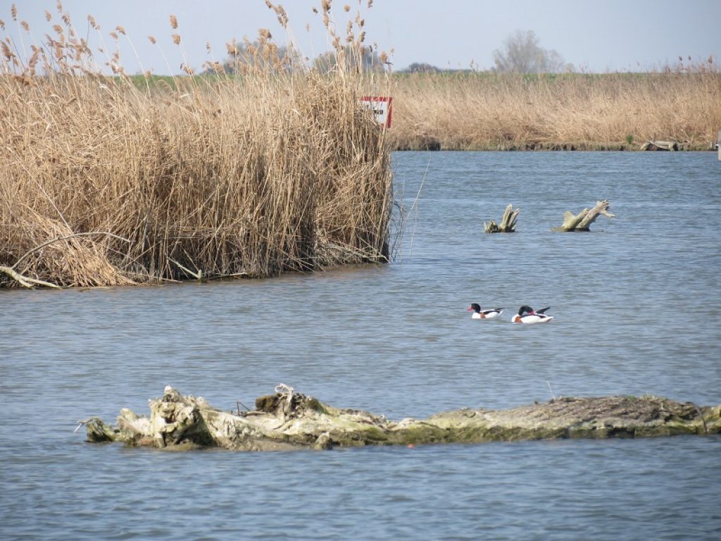 La Convenzione di Ramsar compie 50 anni
