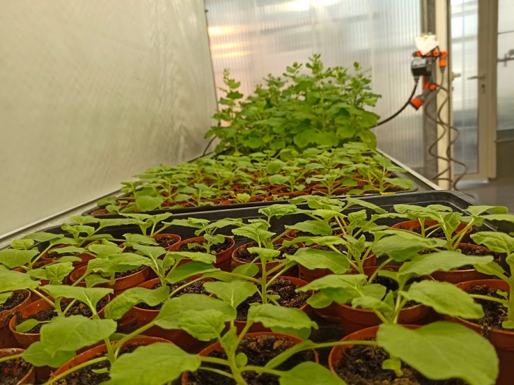 Plant Molecular Farming: dalle piante vaccini e anticorpi