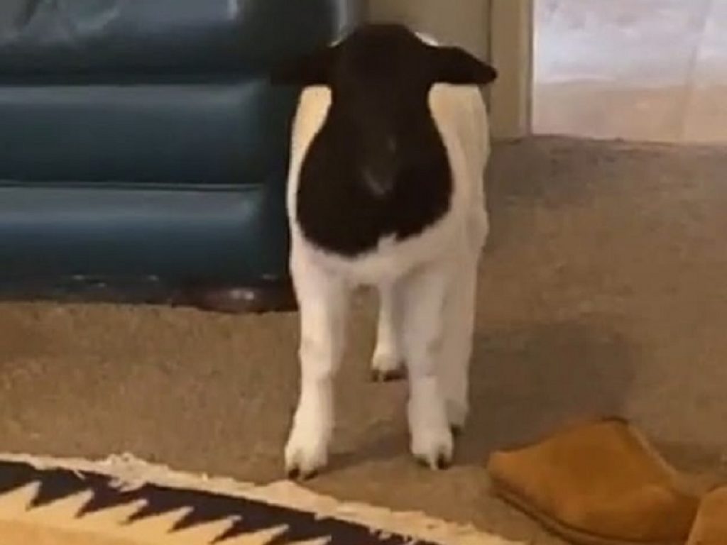 Carlito, l'agnellino dispettoso, è una star sui social