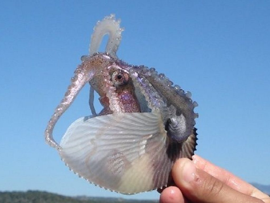 Polpi Argonauta argo napoletano è il mollusco del 2021