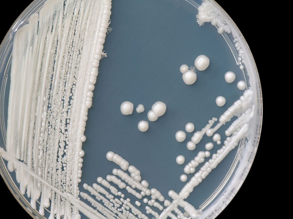 Farmaci e prodotti topici per curare la candida