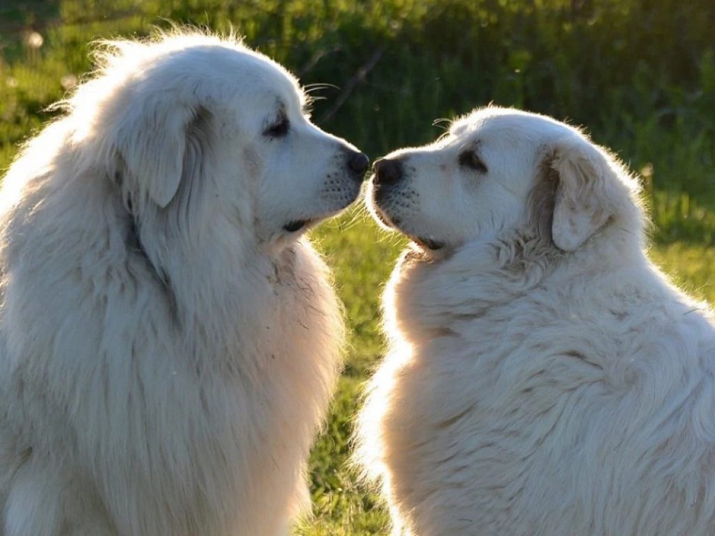 San Valentino, quando il cane è innamorato