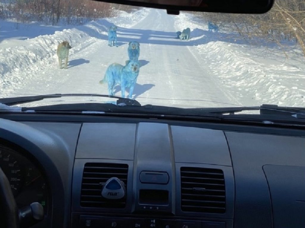 Le foto dei cani blu avvistati in Russia sono virali