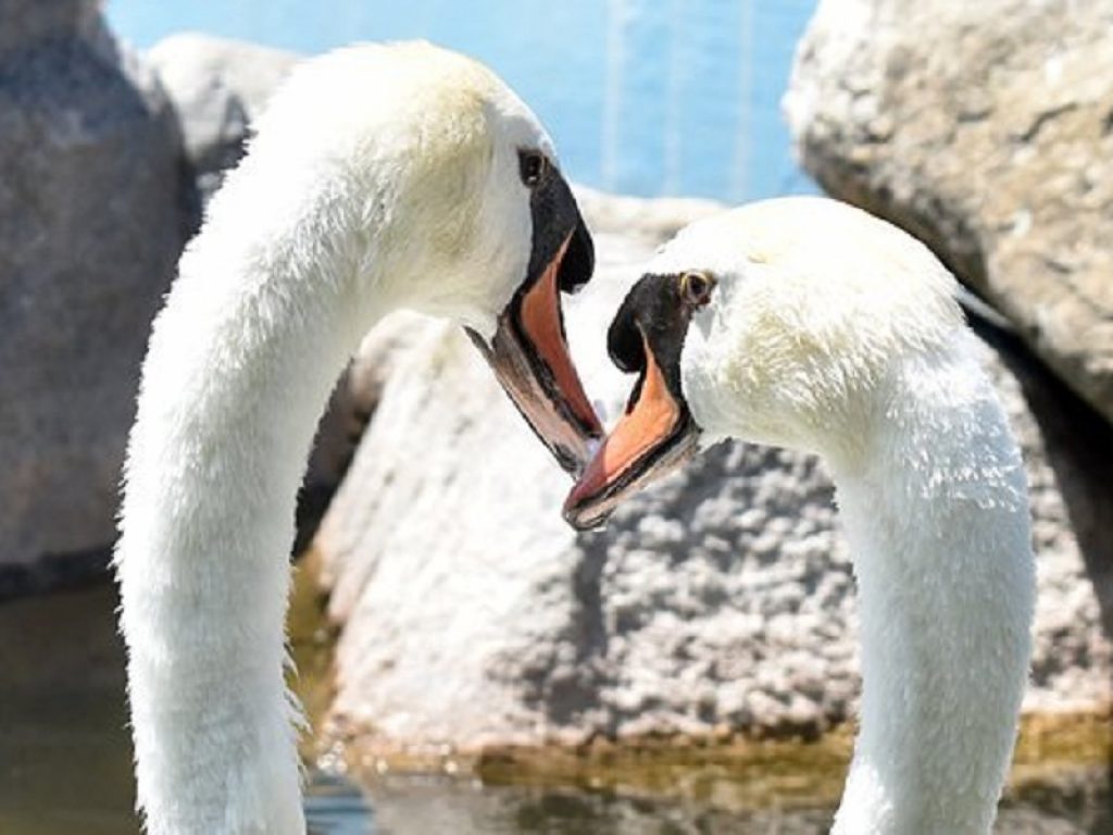 San Valentino e gli animali: quando la seduzione è strana