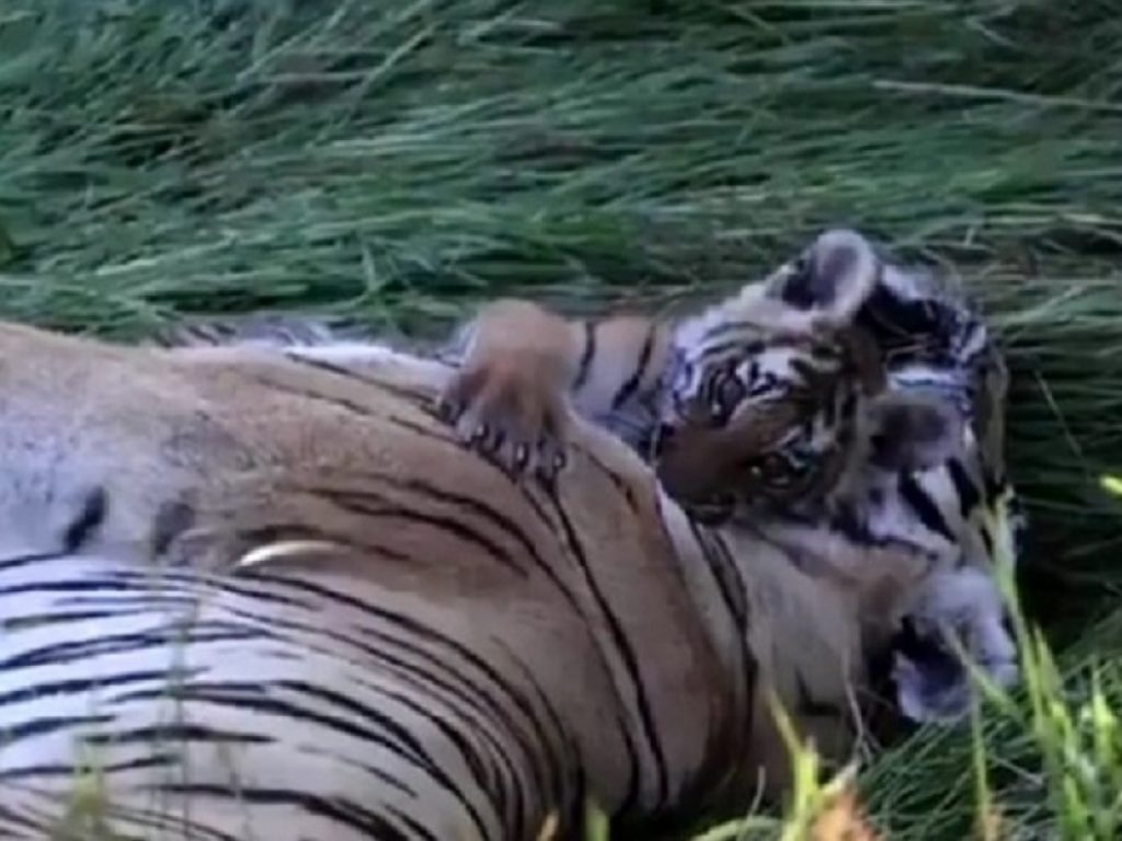 Cucciolo di tigre abbraccia la mamma: il video emoziona il web e diventa virale. Il piccolo esemplare alla fine riesce nel suo intento...