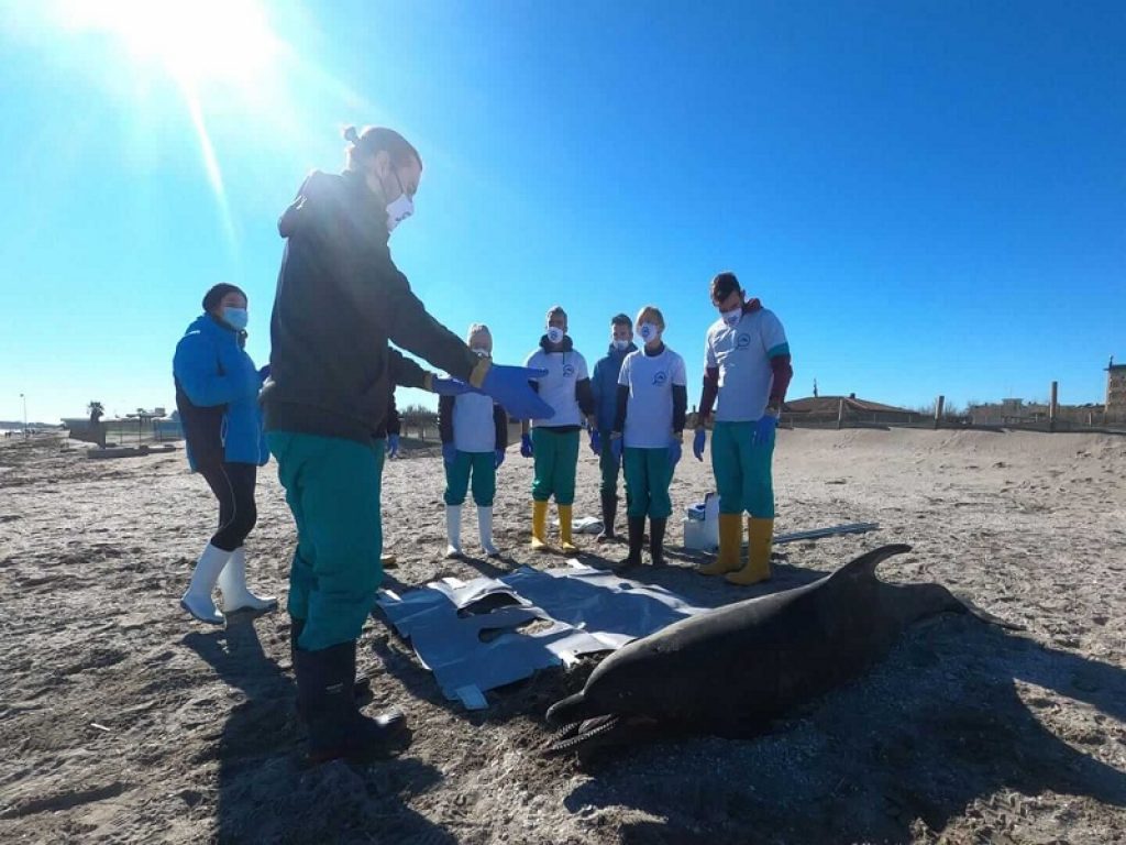 Rete da pesca nella laringe del delfino spiaggiato a Sottomarina
