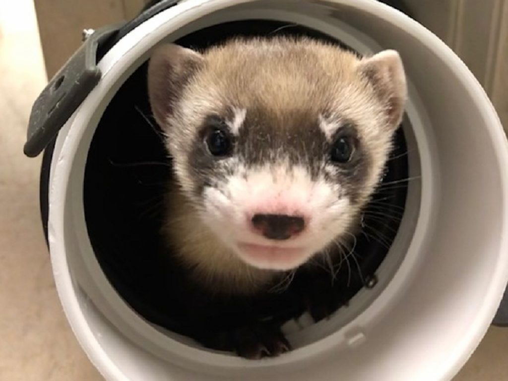 Furetto dai piedi neri clonato per salvare la specie