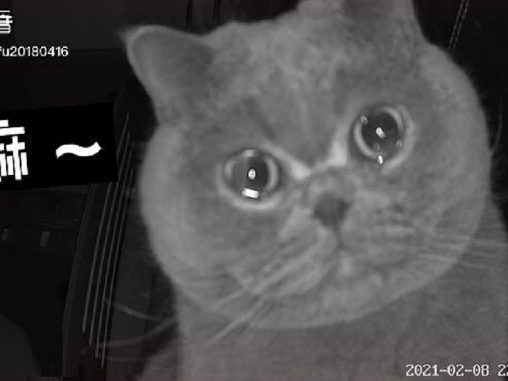 Il video del gatto che piange davanti alla webcam è virale