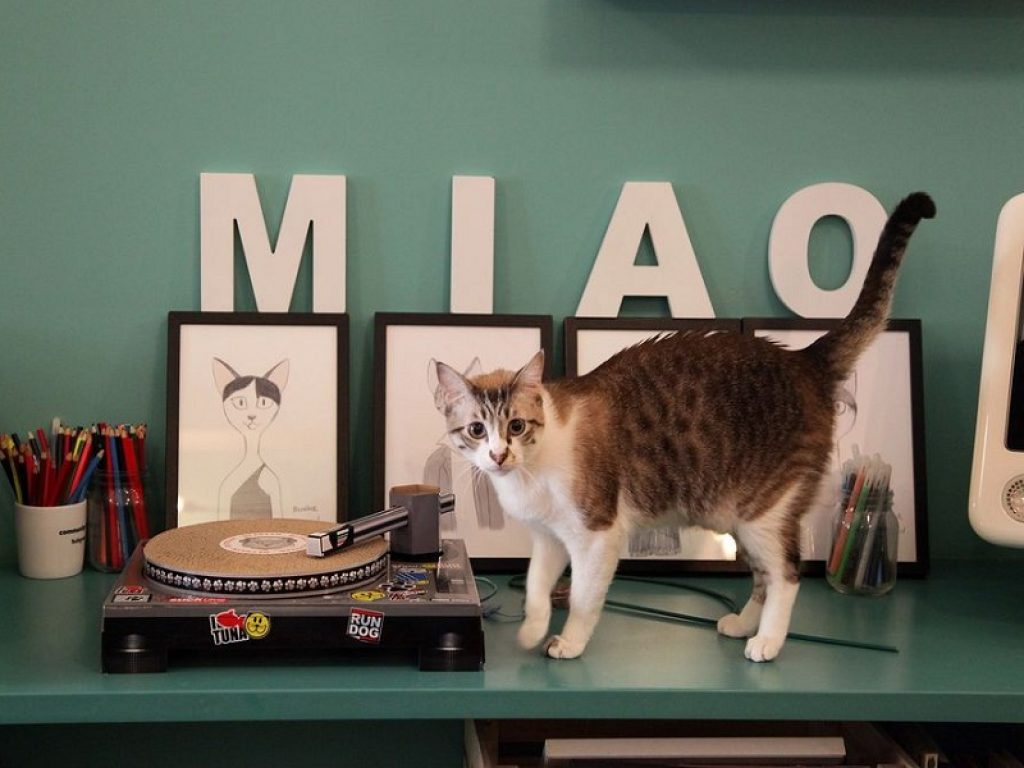 Torna dal 17 febbraio la Città dei Gatti digital edition: tanti appuntamenti tra conoscenza, cultura, comportamento e salute tutti dedicati al mondo felino