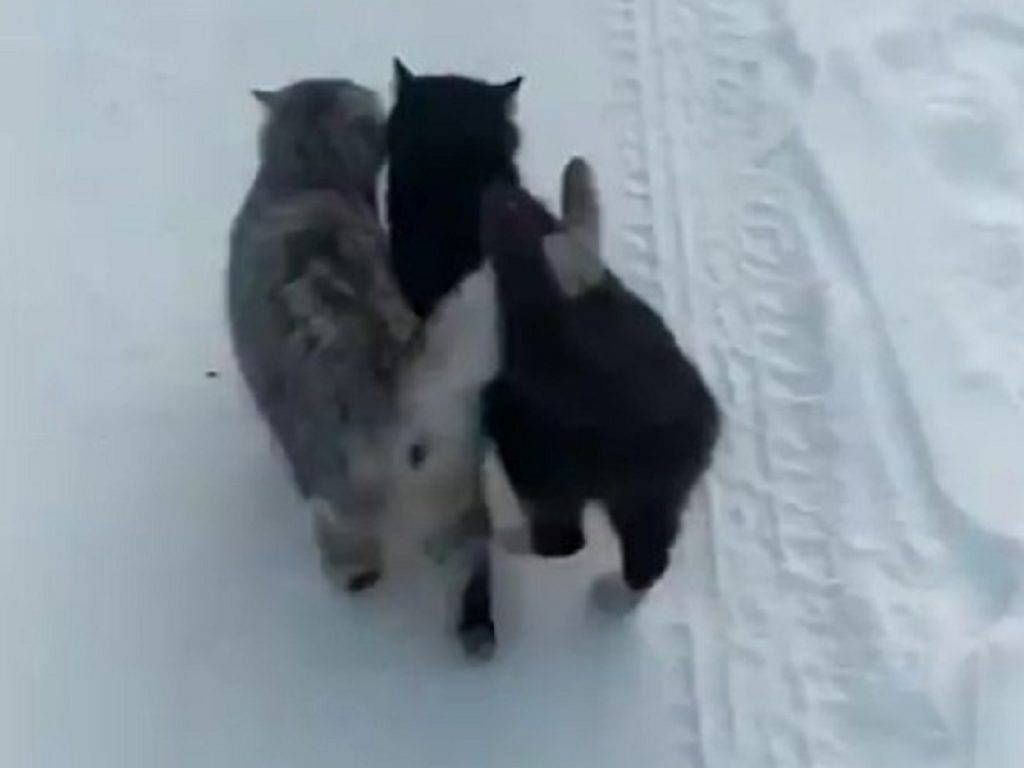 Gatti abbracciati nella neve: il video è virale