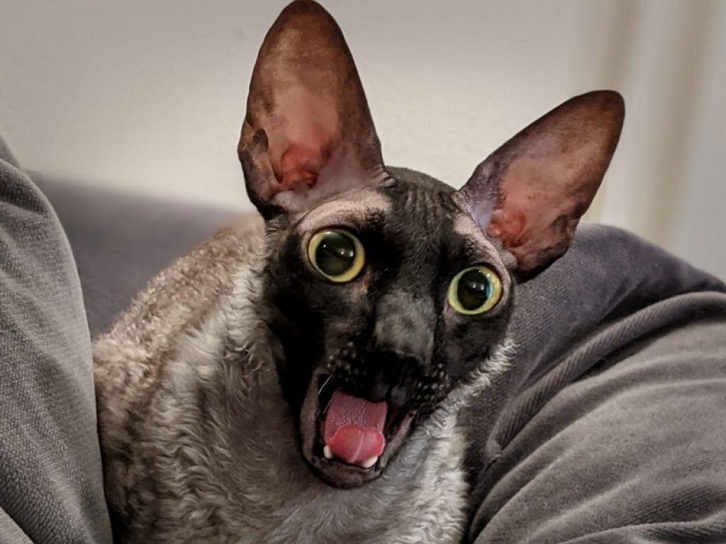 Pixel, il gatto demoniaco, è una star sui social