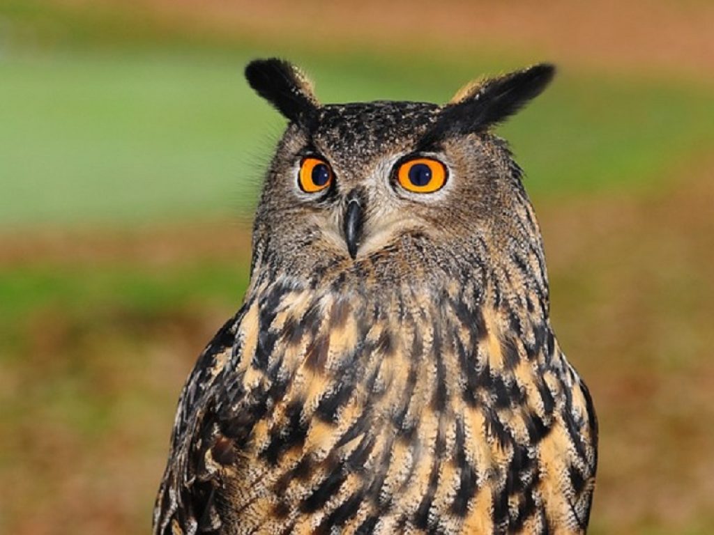 In Lombardia più sicurezza per il gufo reale