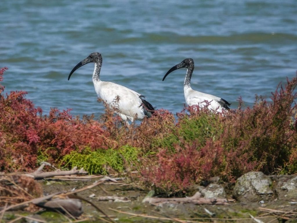 Ibis sacro avvistato per la prima volta a Pescara