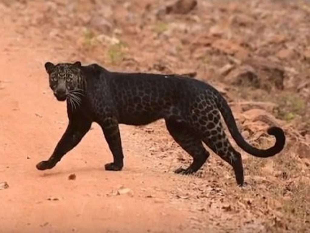 Avvistato in India il rarissimo leopardo nero