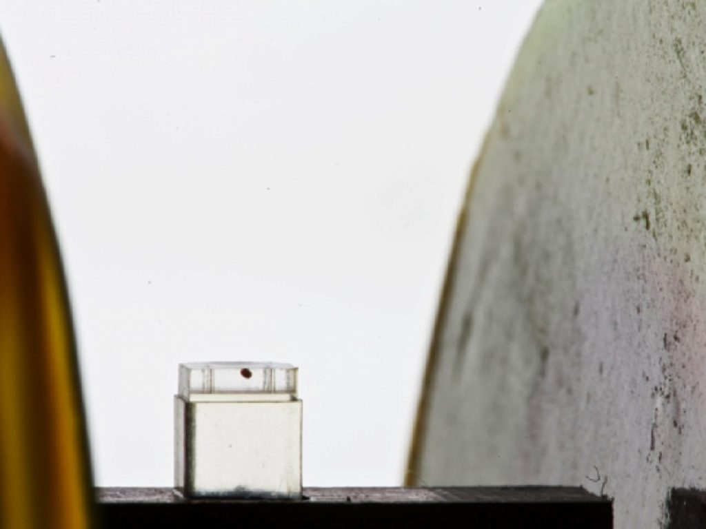 Progetto ERC Celloids: realizzati microrobot che si muovono in maniera autonoma all'interno del corpo umano imitando le cellule