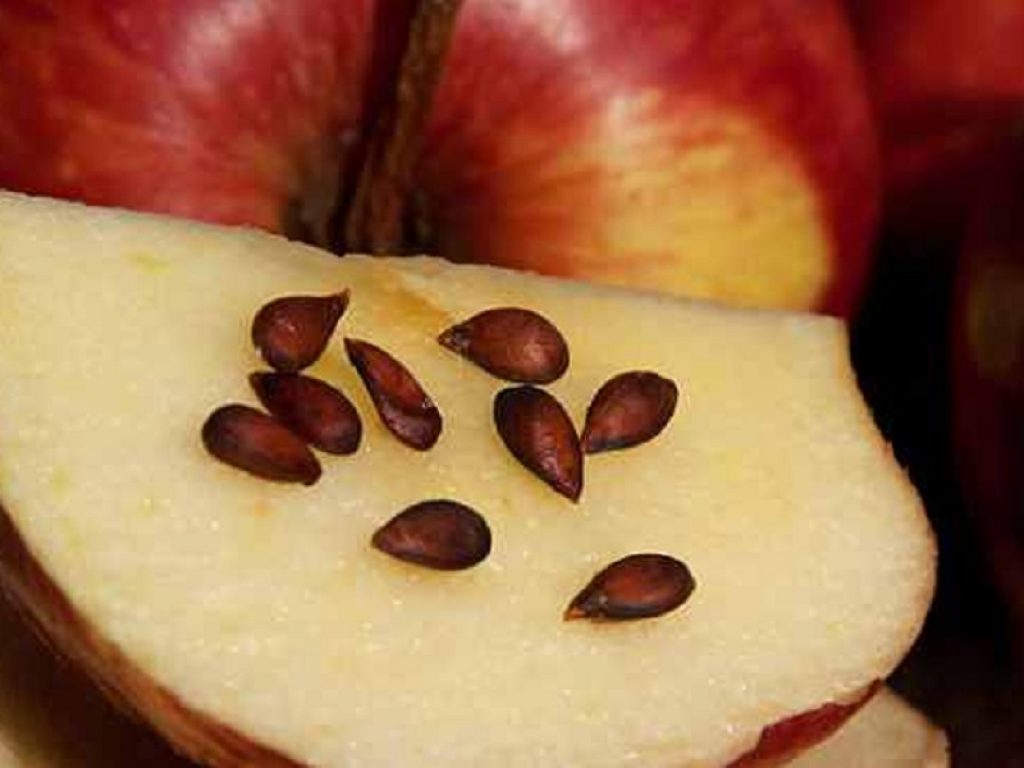 I semi delle mele sono tossici: contengono cianuro