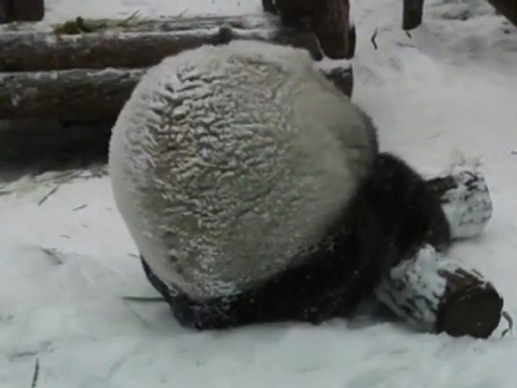 Dindin, un esemplare di panda dello zoo di Mosca, si rotola e gioca sulle nave: il video condiviso sui social è diventato subito virale