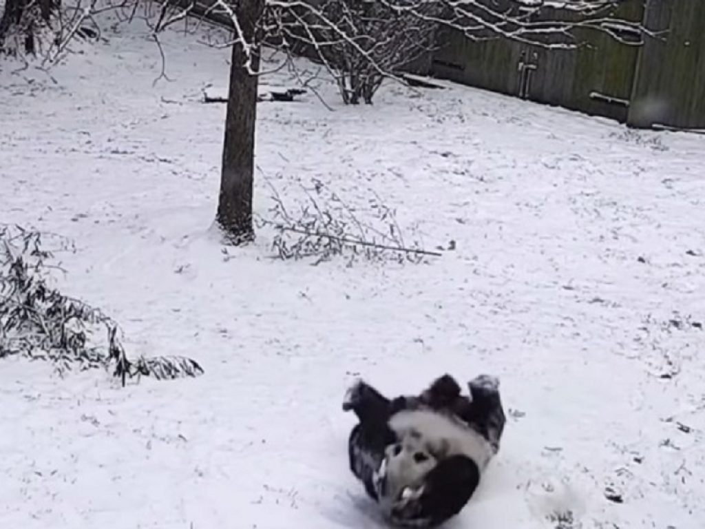 Il video dei panda che giocano con la neve è virale