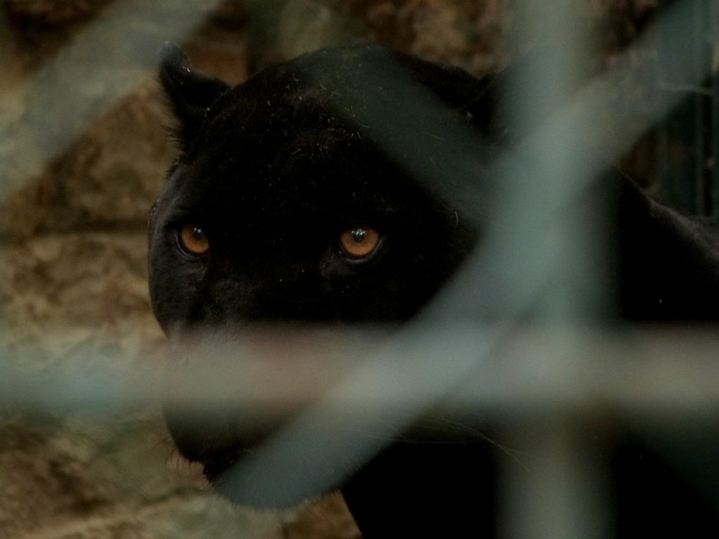 Avvistata la pantera nera: scatta il divieto di fare passeggiate nel territorio comunale di Aldefia, nel Barese