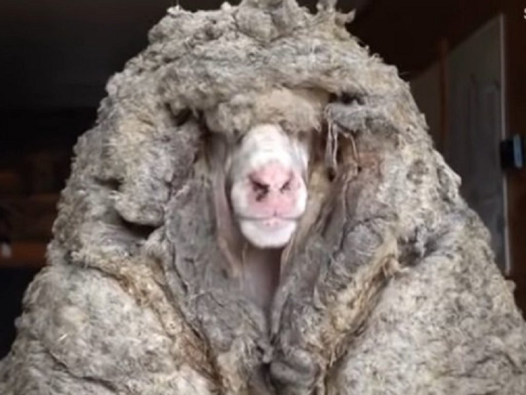 Pecora australiana da record: 35 kg di lana
