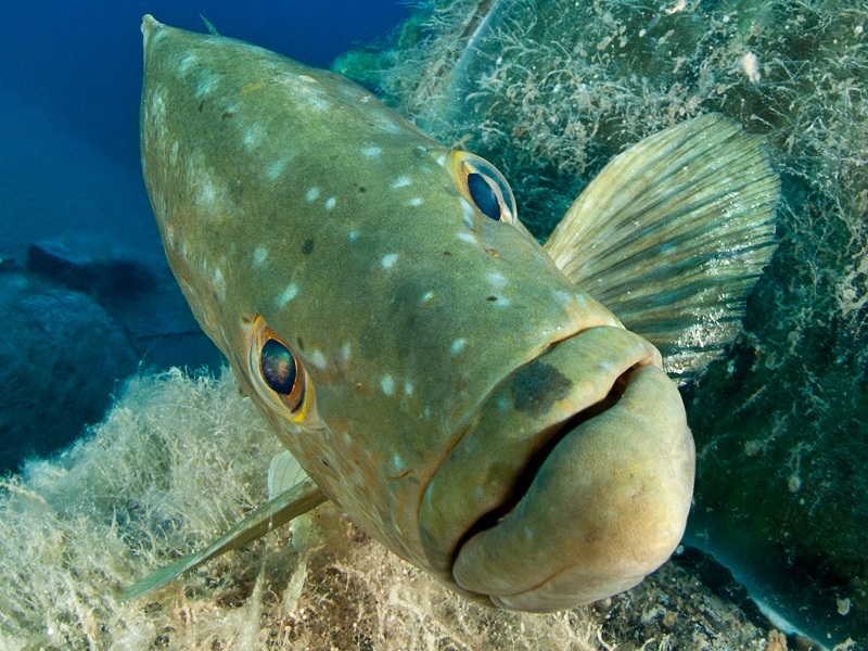 Serve nuova strategia di tutela per gli stock ittici