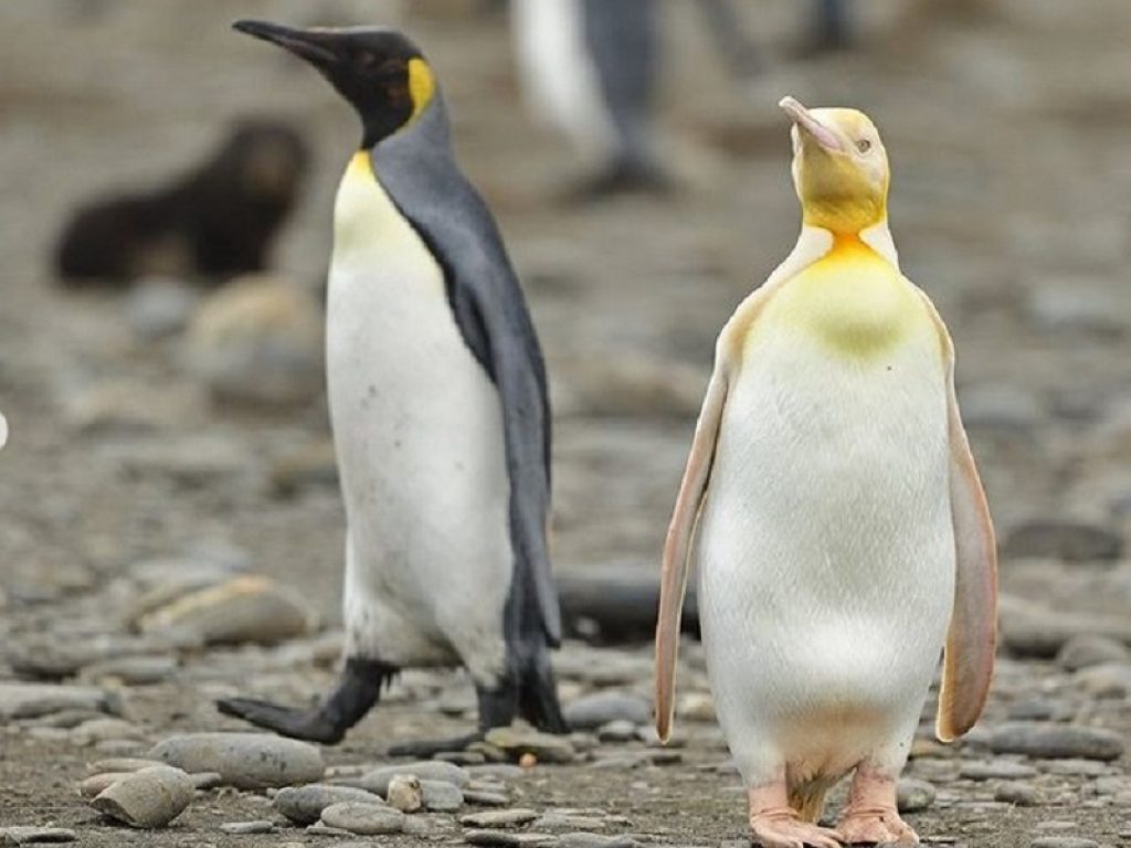 La foto del pinguino giallo affetto da leucismo fa il giro del mondo