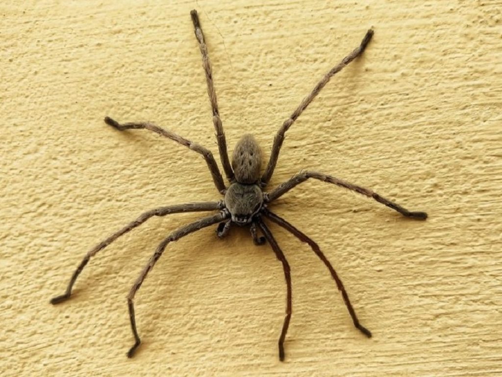 Australia: camera invasa da ragni cacciatori